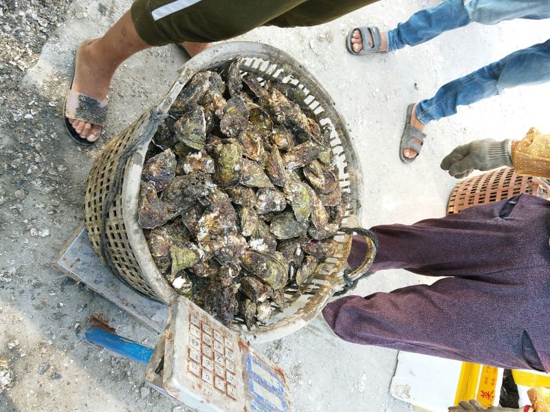 福建海蛎壳薄肉大肥美清甜生蚝牡蛎产地直发全国