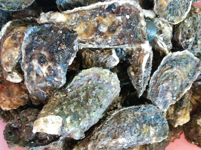 福建海蛎壳薄肉大肥美清甜生蚝牡蛎产地直发全国