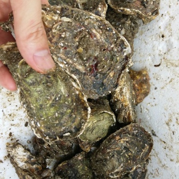 福建海蛎壳薄肉大肥美清甜生蚝牡蛎产地直发全国