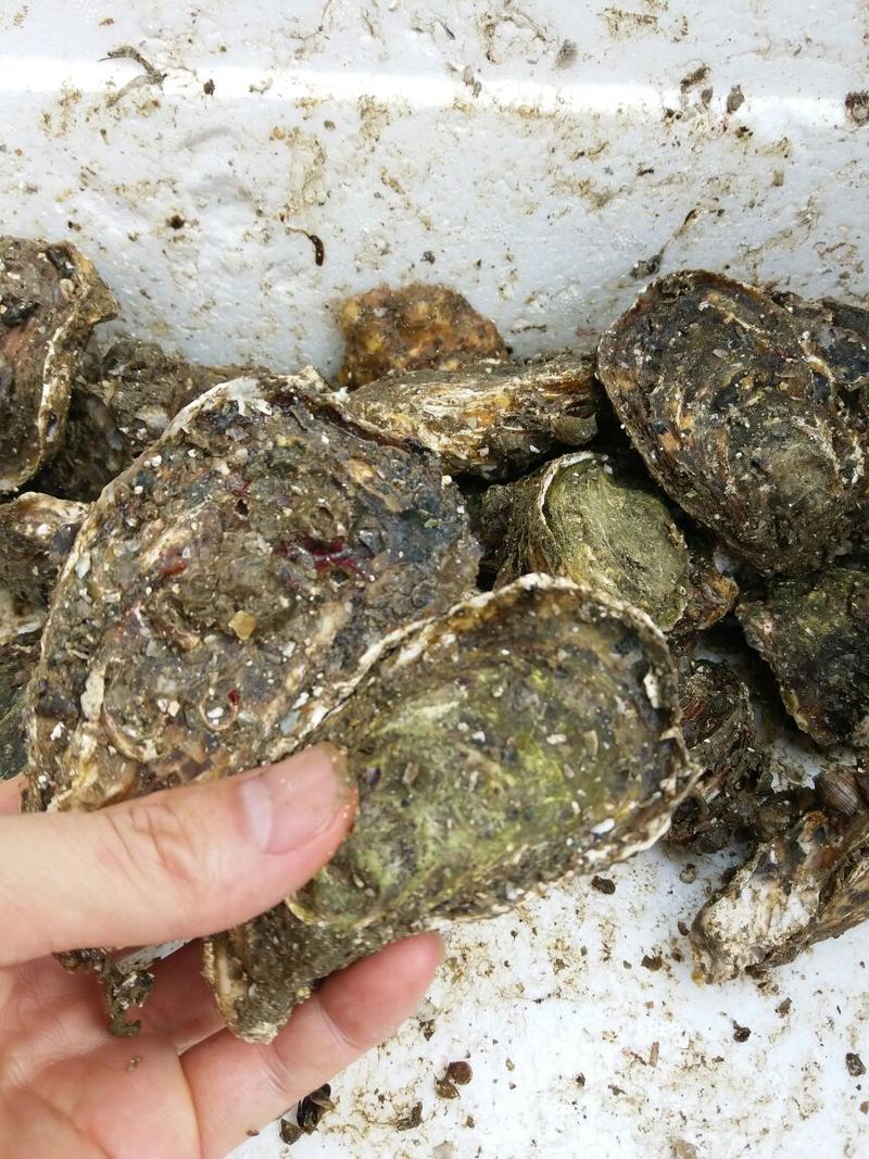 福建海蛎壳薄肉大肥美清甜生蚝牡蛎产地直发全国