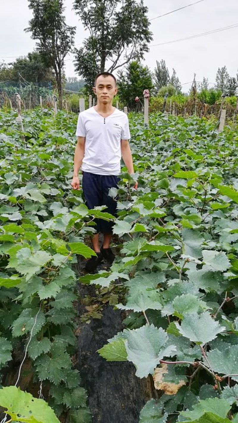 葡萄苗1年2年藤稔葡萄种苗，乒乓球葡萄苗，巨峰葡萄苗