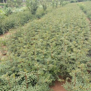 花椒苗1~2年