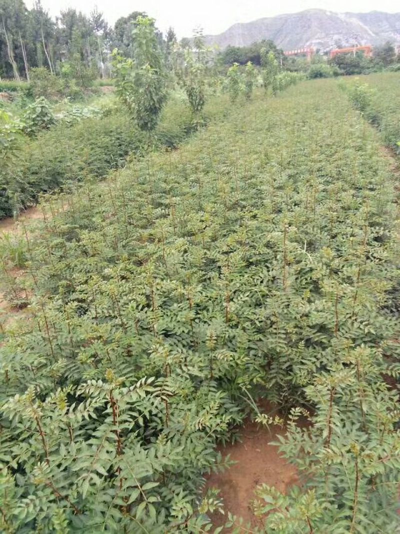 花椒苗1~2年