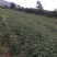 花椒苗1~2年