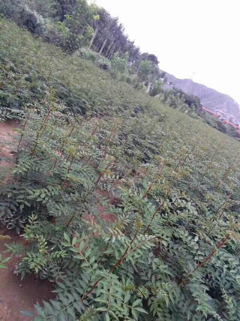花椒苗1~2年