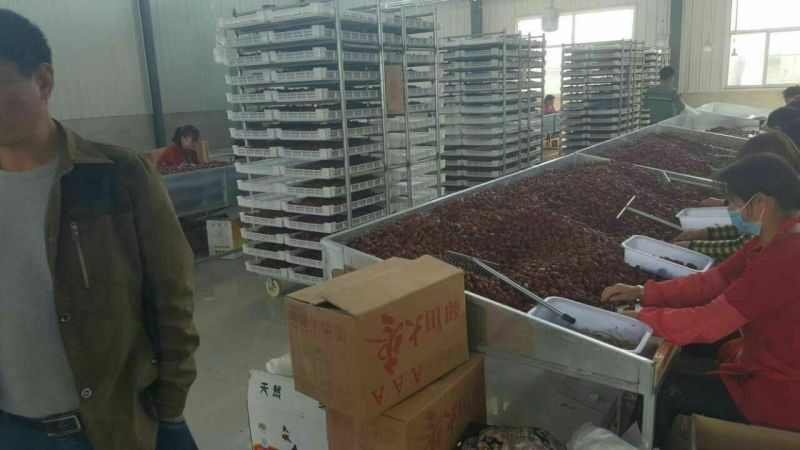 网络产品新疆和田大枣厂家直供货源充足欢迎选购