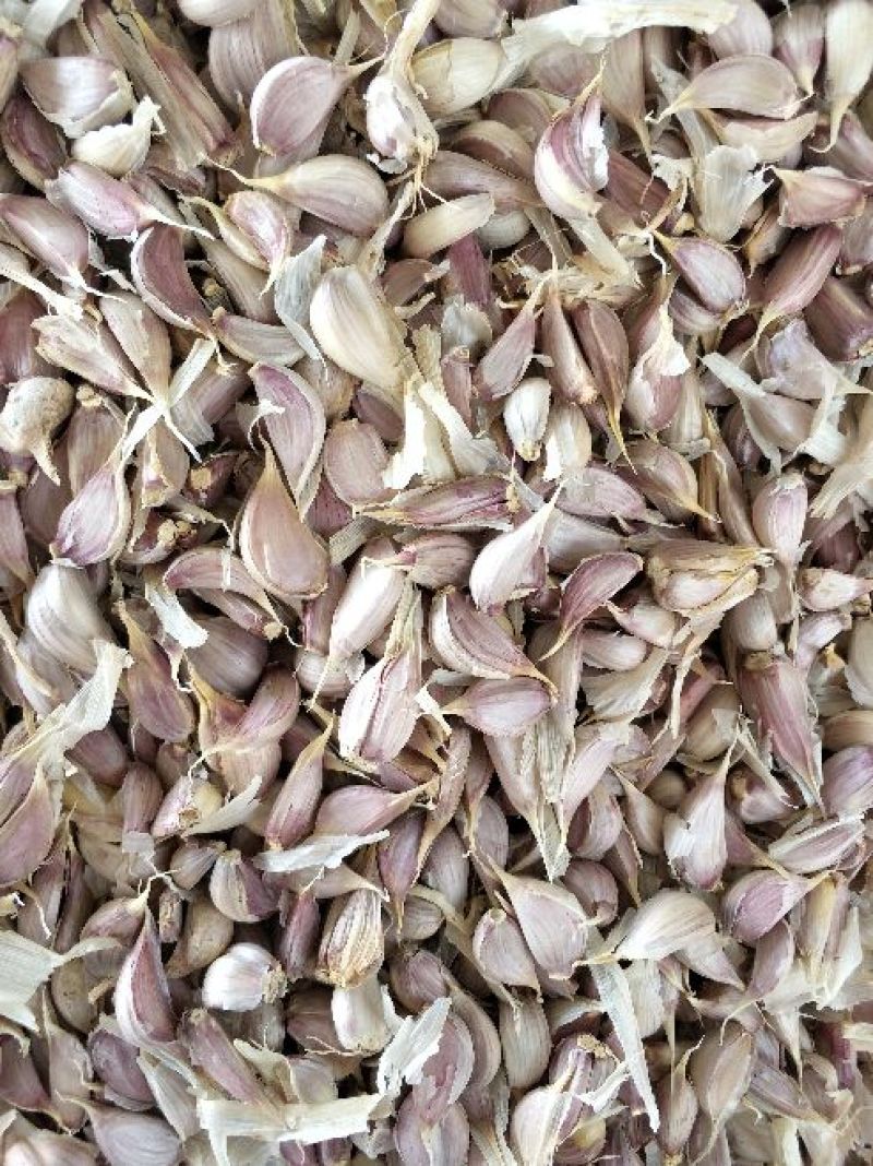 大蒜种子二水早，基地直发，诚信代办，信息准。