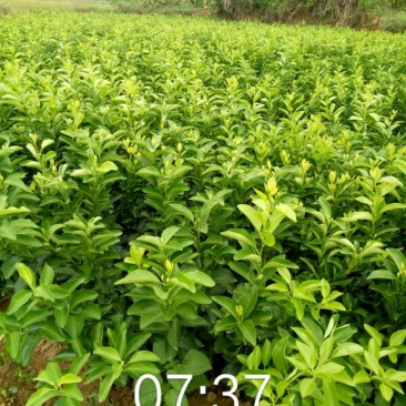 苗圃直销南丰蜜橘苗，南丰贡桔苗品种纯正量大从优