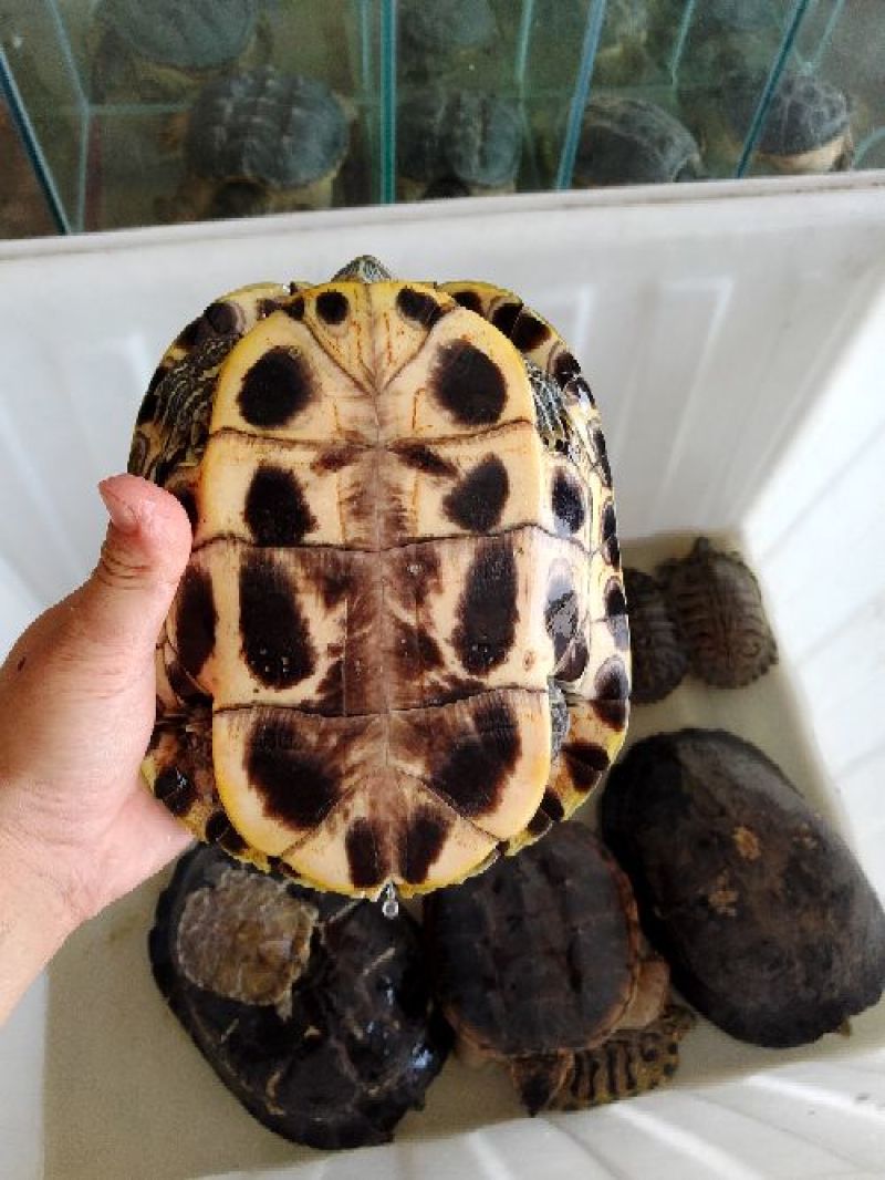 乌龟
