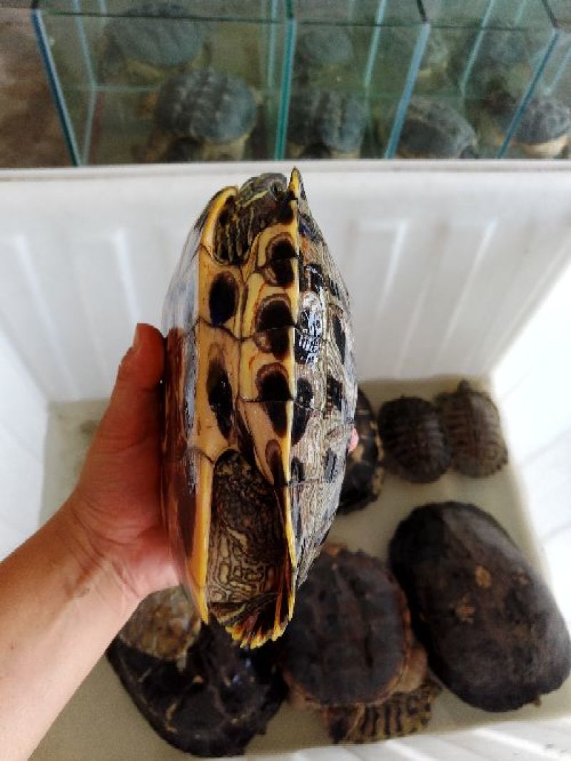 乌龟