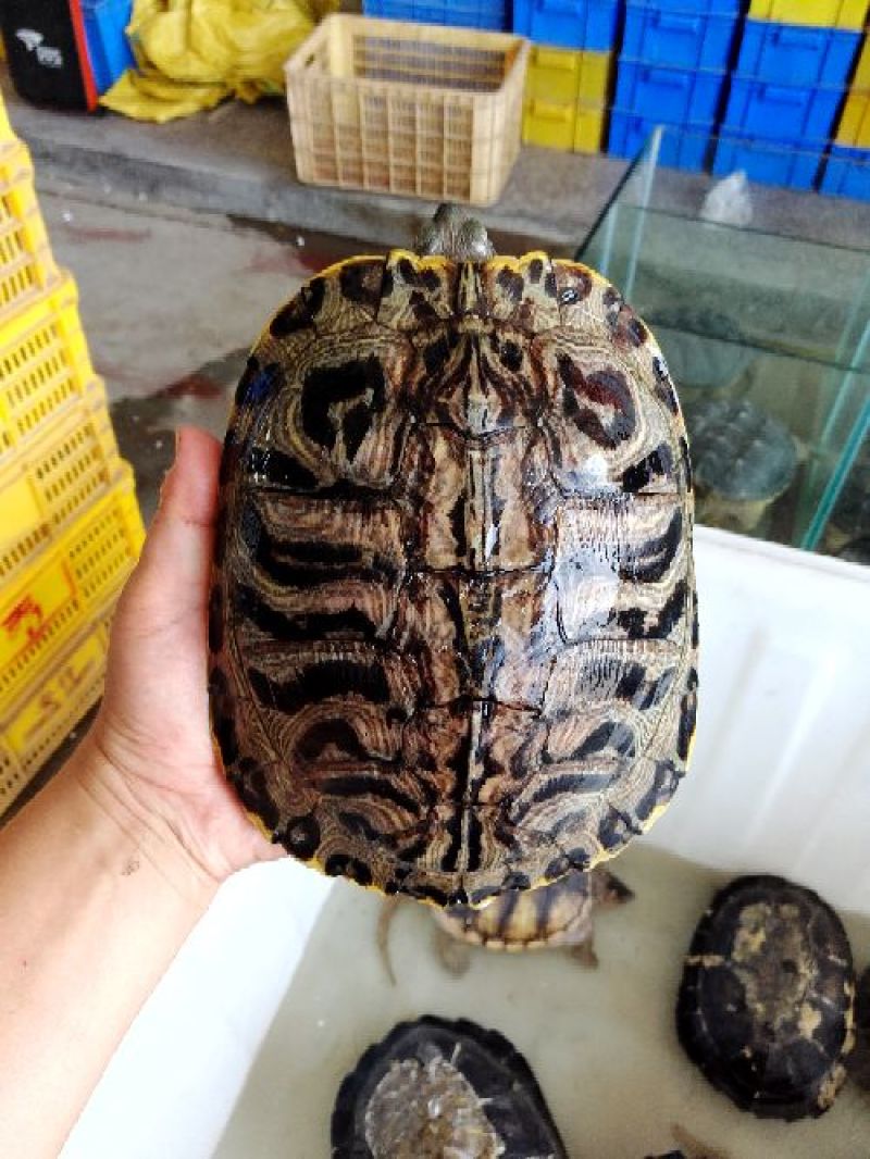 乌龟