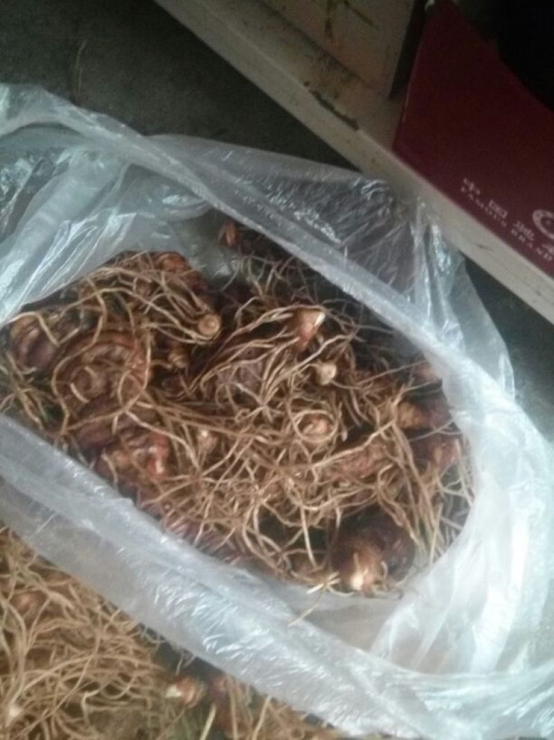 重楼统个干货