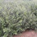 水腊50~80cm