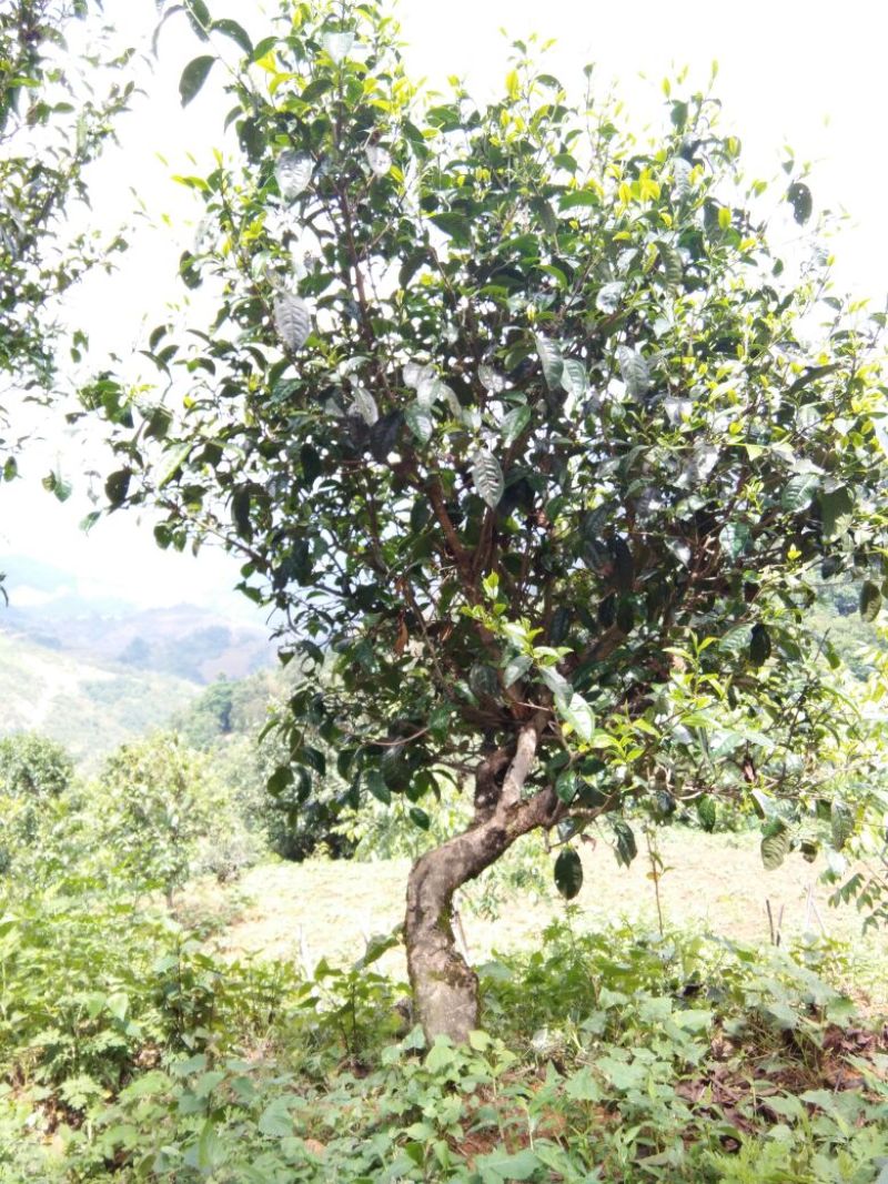 普洱茶二级