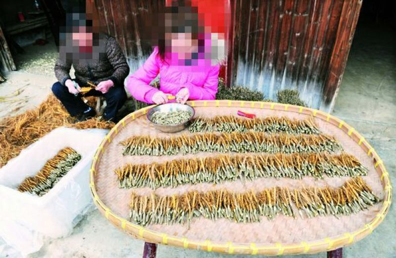 果桑苗桑树苗台湾长果桑苗现挖苗技术指导