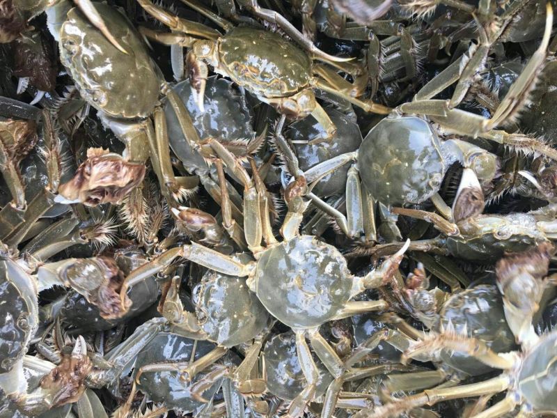 螃蟹食用雌蟹