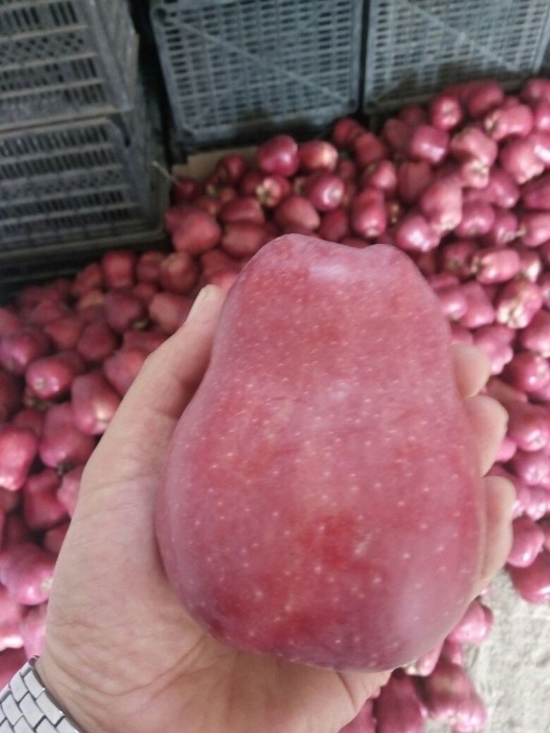 甘肃苹果精品花牛苹果，货源充足价格优惠，支持视频看货