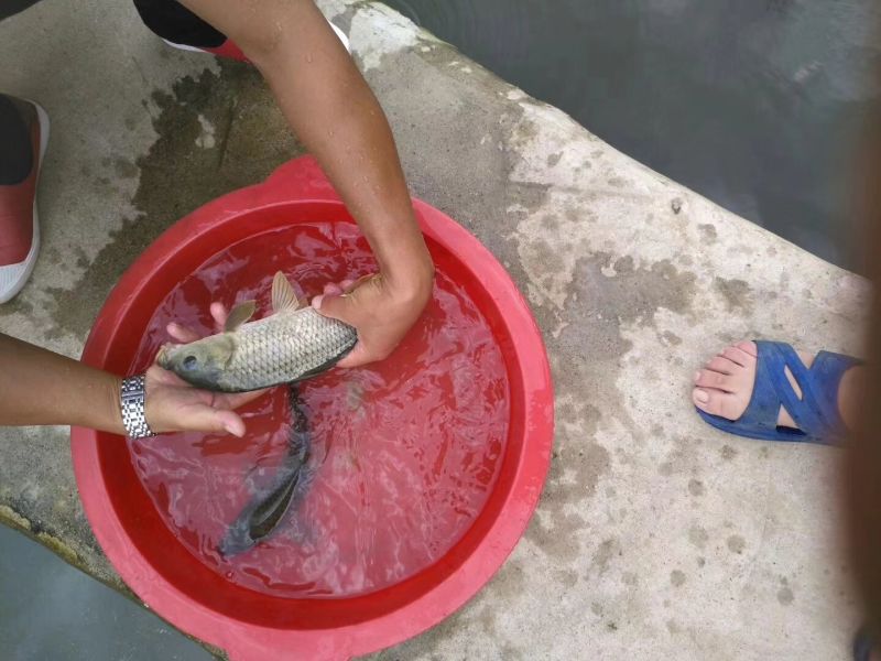 河鲤鱼食用0.5~1公斤