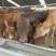 鲁西黄牛100kg