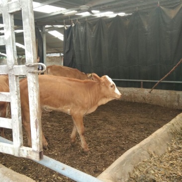 鲁西黄牛100kg