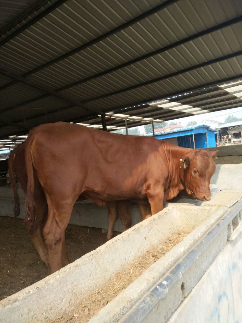 黄牛100~200kg