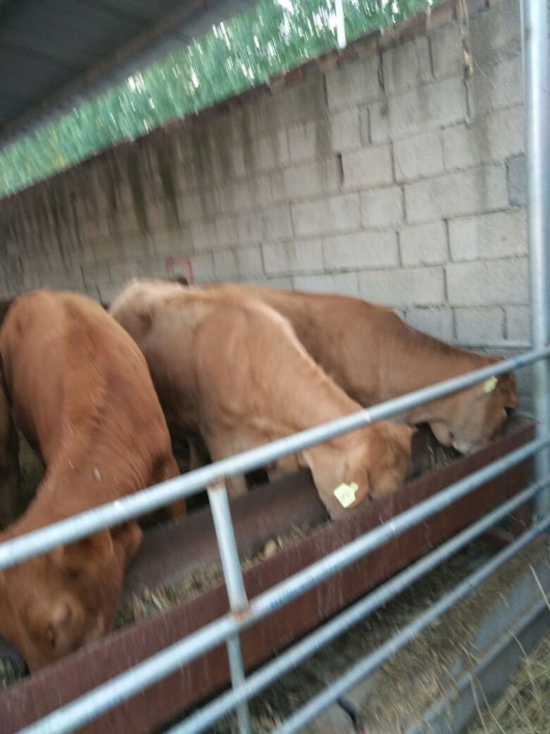 黄牛100~200kg