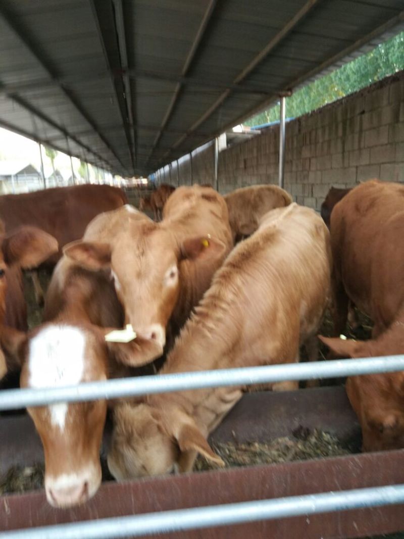 黄牛100~200kg