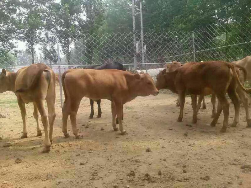 黄牛100~200kg