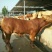 黄牛100~200kg