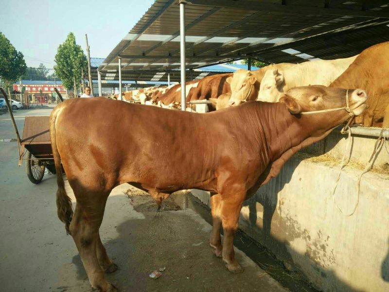 黄牛100~200kg