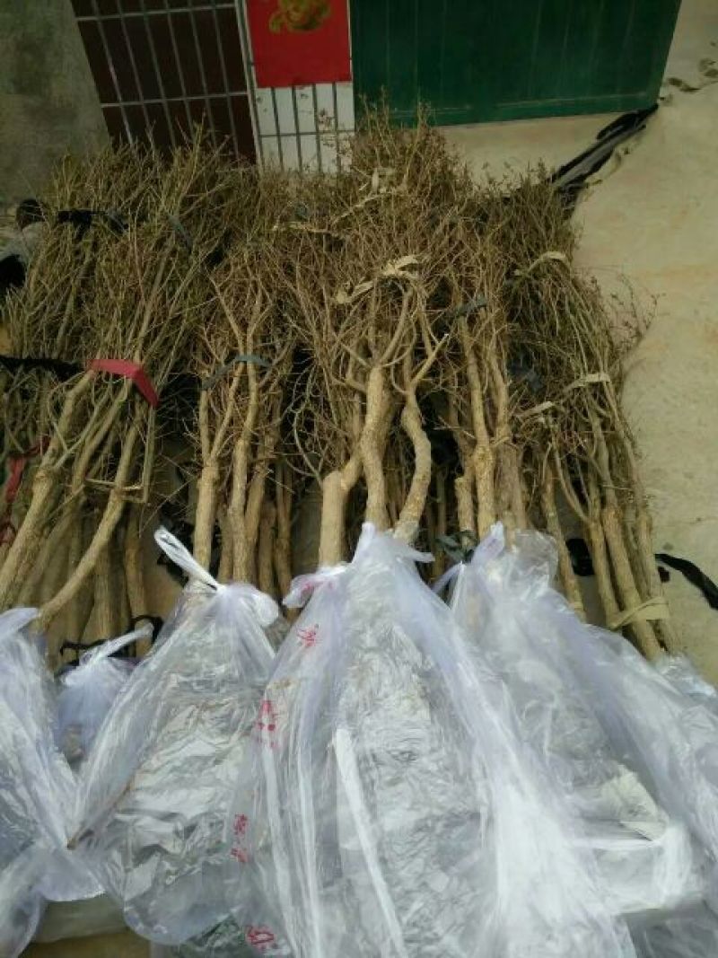 突尼斯软籽石榴树苗嫁接4年苗规格3公分以上