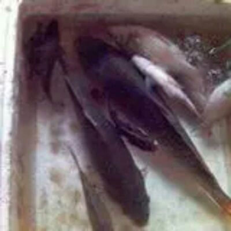 池鲤鱼食用1~2公斤