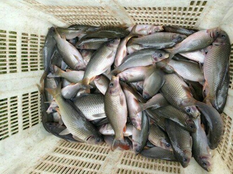 池鲤鱼食用1~2公斤