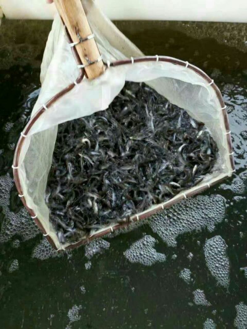 池鲤鱼食用1~2公斤