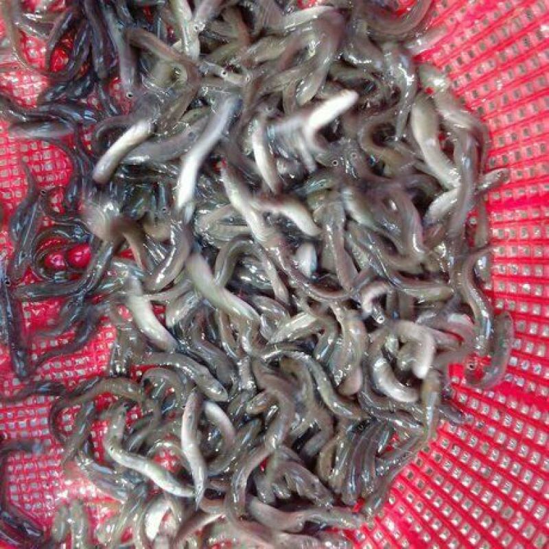 池鲤鱼食用1~2公斤