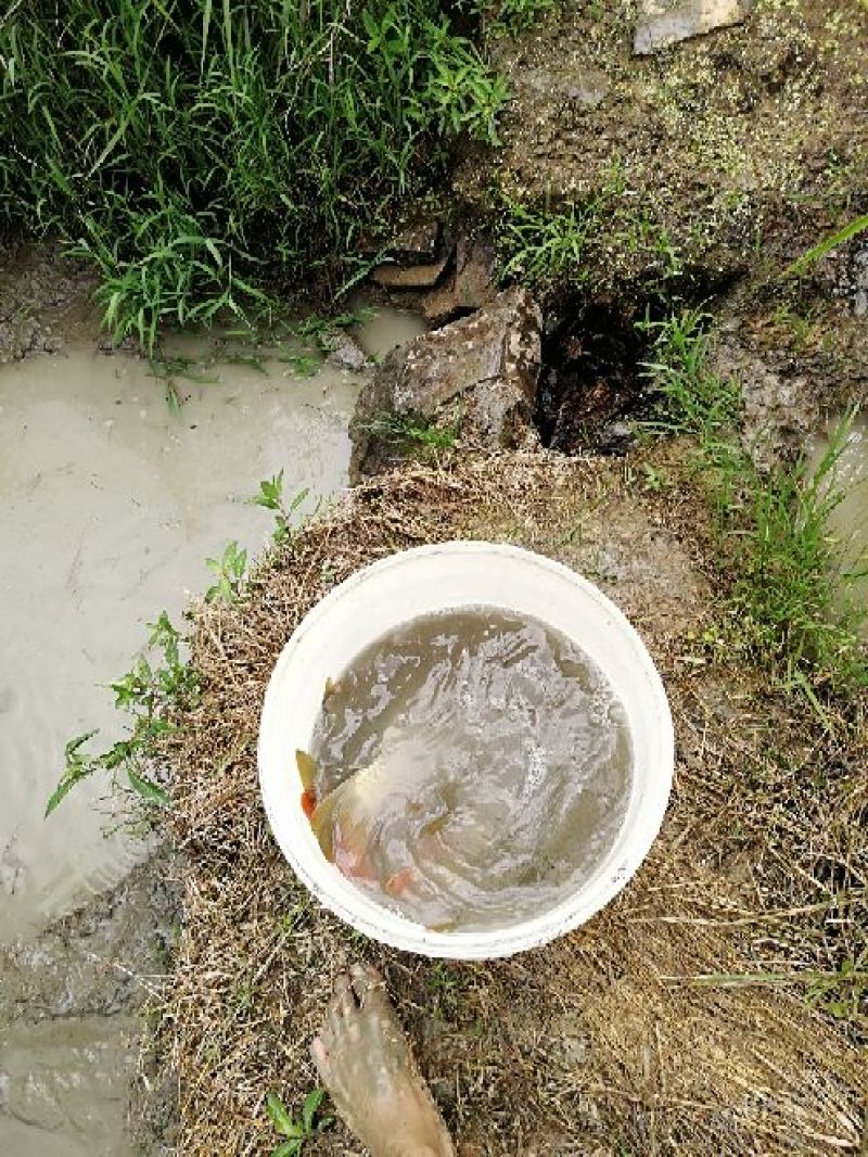 鲤鱼食用2两