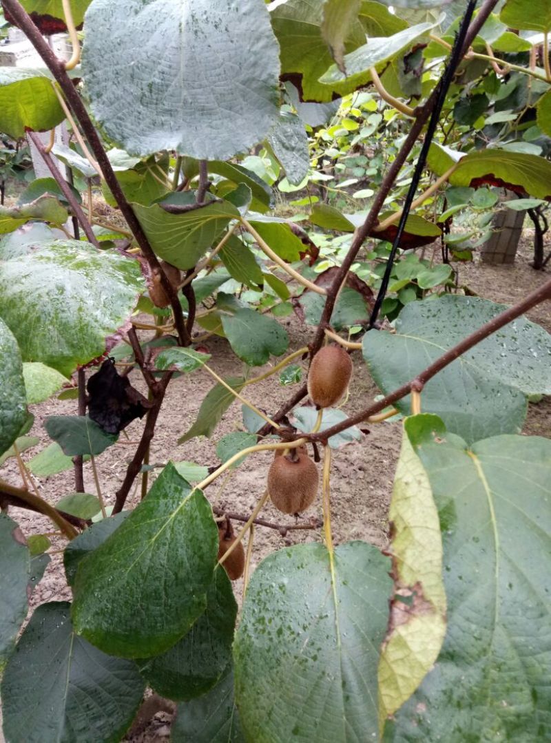 周至猕猴桃90-100克