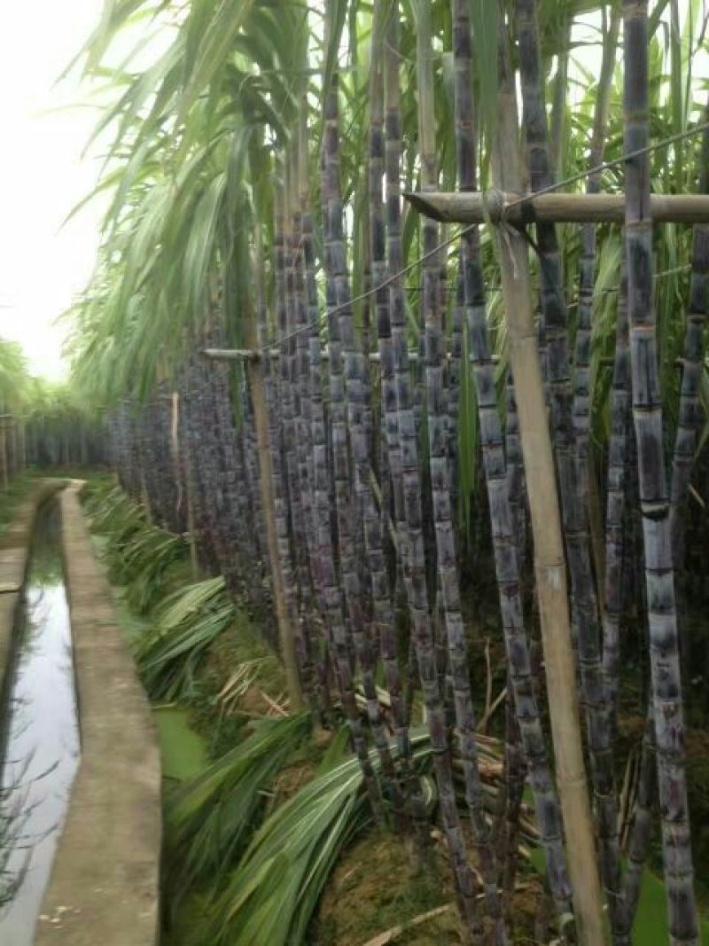 黑皮甘蔗大量上市、产地批发、节巴均匀、可视频看货欢迎选购