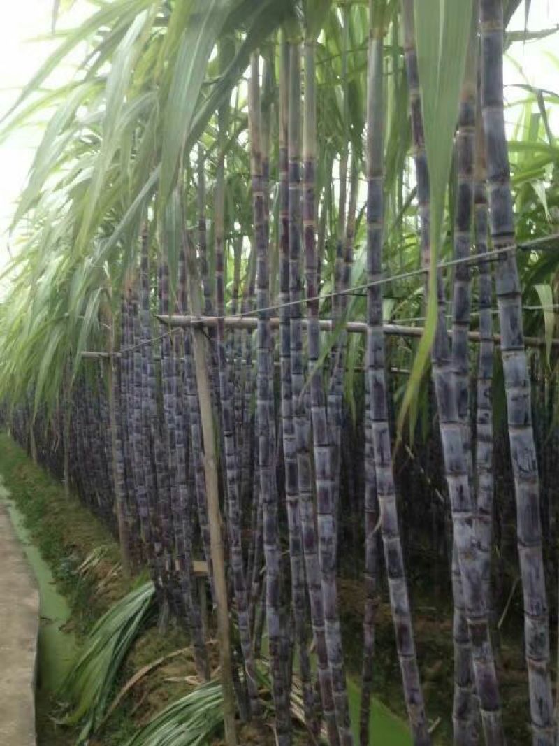 黑皮甘蔗大量上市、产地批发、节巴均匀、可视频看货欢迎选购