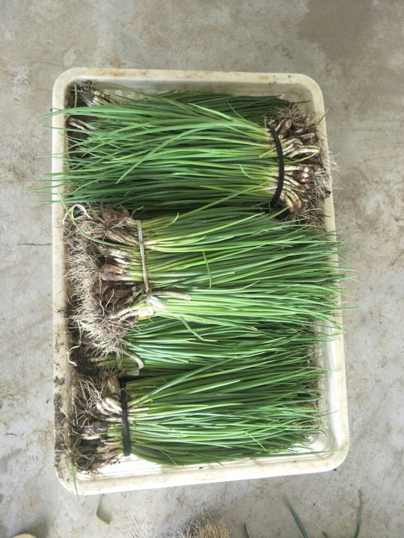 小葱35~40cm精品小葱基地直发量大从优品质保