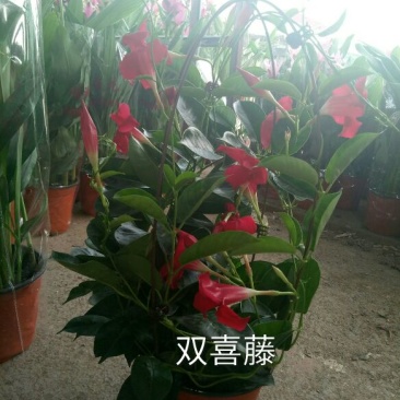飘香藤（花期很长，适合室内，院内栽培花香浓郁）