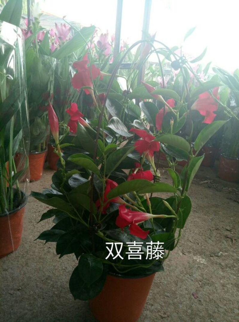 飘香藤（花期很长，适合室内，院内栽培花香浓郁）