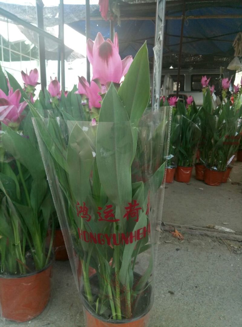 飘香藤（花期很长，适合室内，院内栽培花香浓郁）