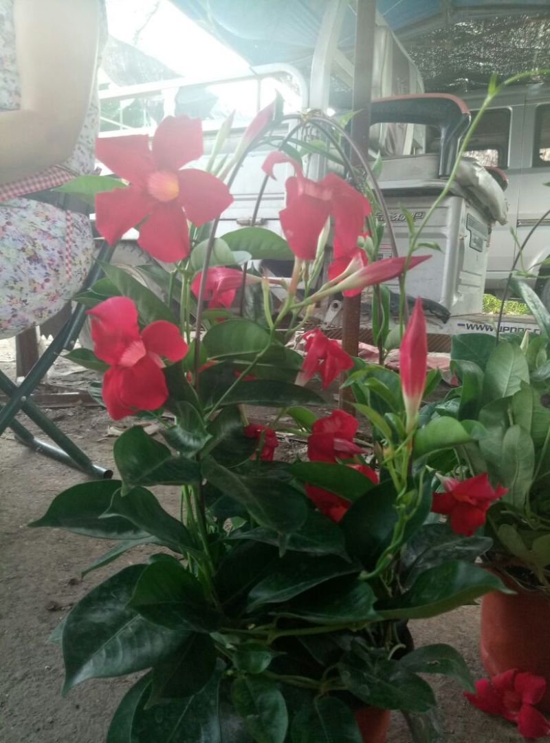 飘香藤（花期很长，适合室内，院内栽培花香浓郁）