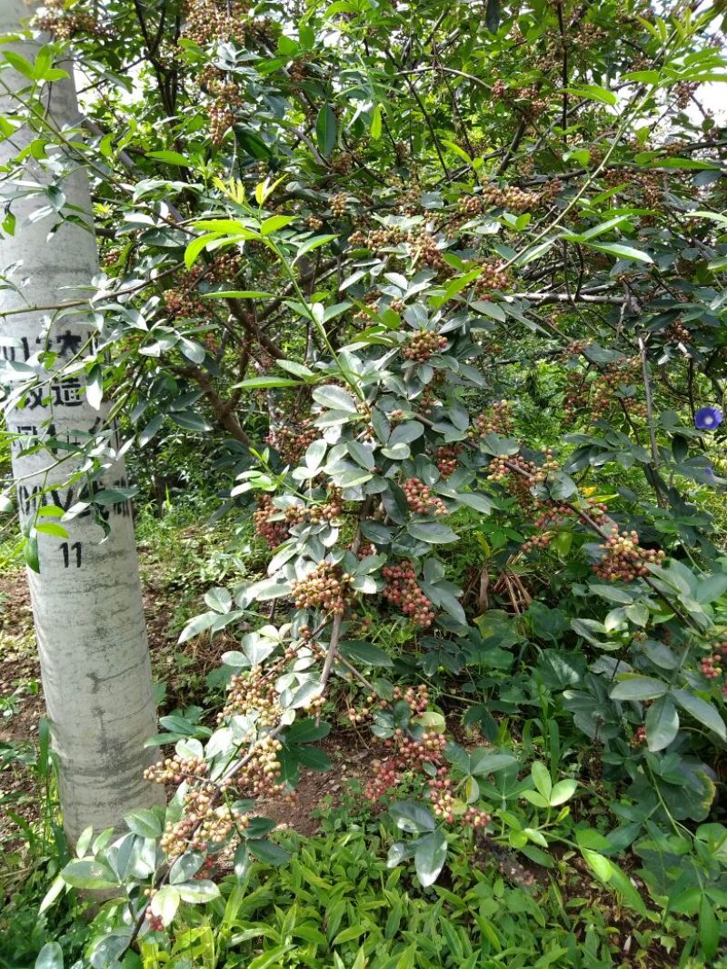 花椒种子