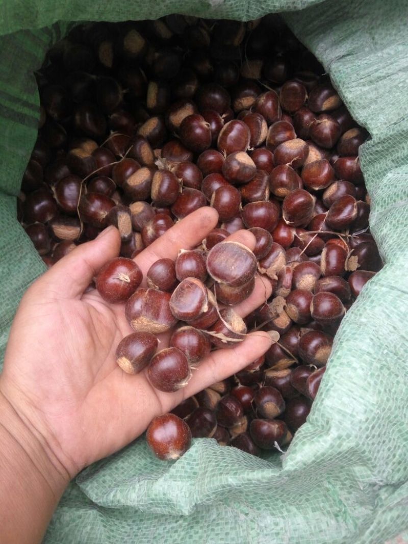 迁西板栗精品3113老树油栗一手货源