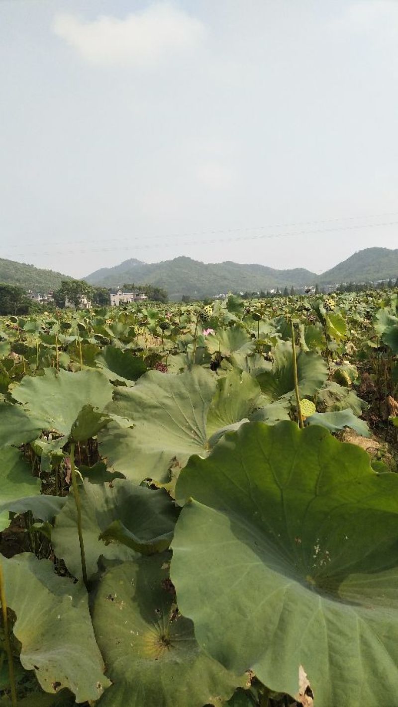 铁莲子特级干莲子