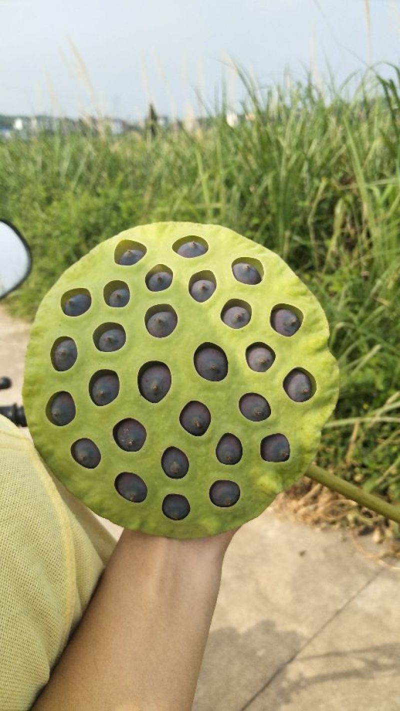铁莲子特级干莲子