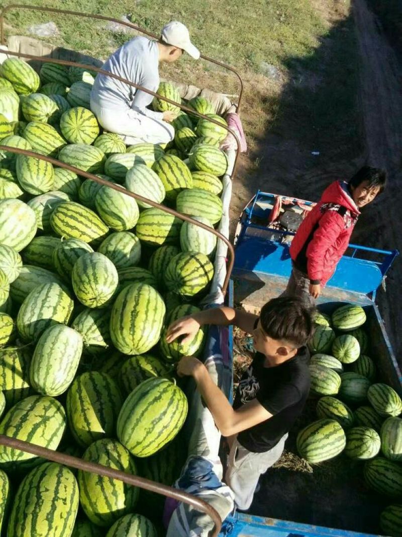 金城五号产地直供头茬瓜