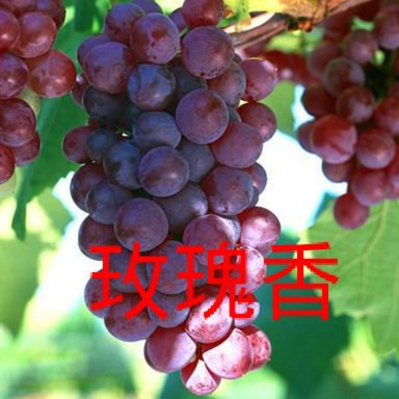 《玫瑰香葡萄苗》河北昌黎葡萄苗基地/现挖现发/可签合同
